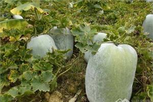 Introduction to wax gourd the efficacy and function of wax gourd