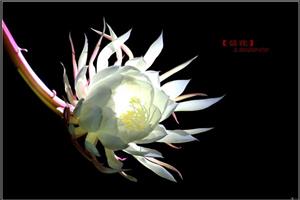 What is the function of epiphyllum? what is the culture method of epiphyllum?