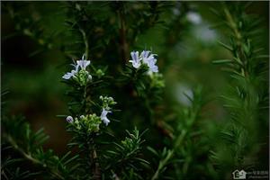 The flower language of rosemary Rosemary can be seen and refreshed.