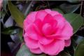 Detailed introduction of culture methods and matters needing attention of camellia