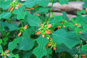 What are smelly sycamore leaves? what are the effects of smelly sycamore leaves?