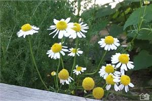 What are the functions and effects of chamomile?