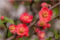 Is the crabapple flower poisonous? can I keep it indoors?