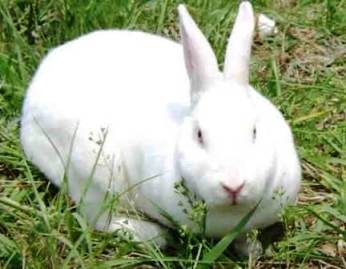 Q: when is the best time to raise a Rex rabbit to get skin?