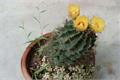 What are the conditions and representative significance of cactus flowering?