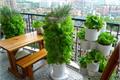 There is an ingenious way to grow vegetables on the balcony to learn the diagnosis of insect pests.