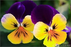 I have heard the tricolor pansy language and legends that flowers and plants in the world are also 