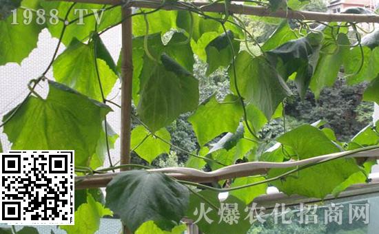 The planting method of balcony towel gourd, the balcony is transformed into a small vegetable garden