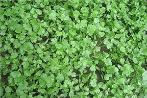 How to grow coriander will help you understand the conditions of growing cilantro.