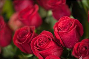 What kind of words do roses of different colors have?