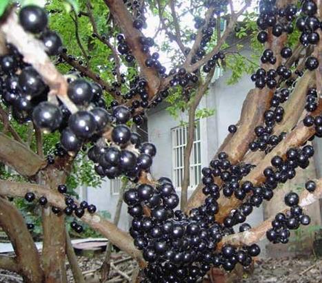 Planting and cultivating skills of tree grape