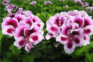 The living environment of geranium what are the culture methods of geranium