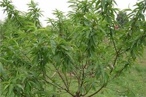 Preparation of rootstocks and scions for grafting of peach seedlings