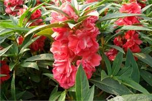 How to cultivate the natural nail-dyed flower impatiens