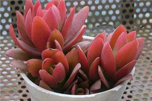 How to raise a fire sacrifice for succulent plants? when will it blossom?