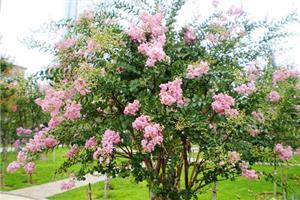 Morphological characteristics of crape myrtle what is the cultivation method of crape myrtle