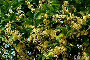 Related techniques for transplanting Osmanthus fragrans matters needing attention in transplanting Osmanthus fragrans