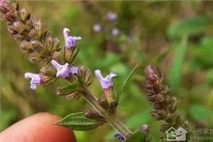 The efficacy and function of Rabdosia mandshurica points for attention in eating Saxifraga