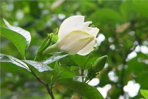 The reason why gardenia petals turn yellow what is the flower language of gardenia?