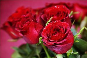 Red roses are not only beautiful but also beautiful and healthy.