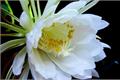 How long does epiphyllum blossom? the effect of epiphyllum on household environment