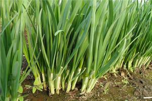 Nutritional value of Chinese chive the efficacy and function of Chinese chive