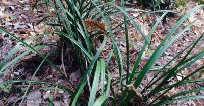 Matters needing attention in planting and preservation of quinoa