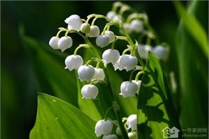 What is the flower language of the small and delicate lily of the valley?