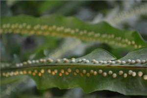 Matters needing attention on how to cultivate Jiangnan star fern