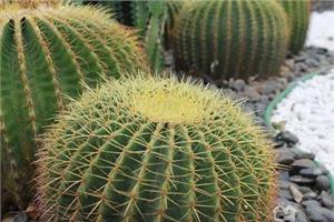 The classification of the appearance of cactus.