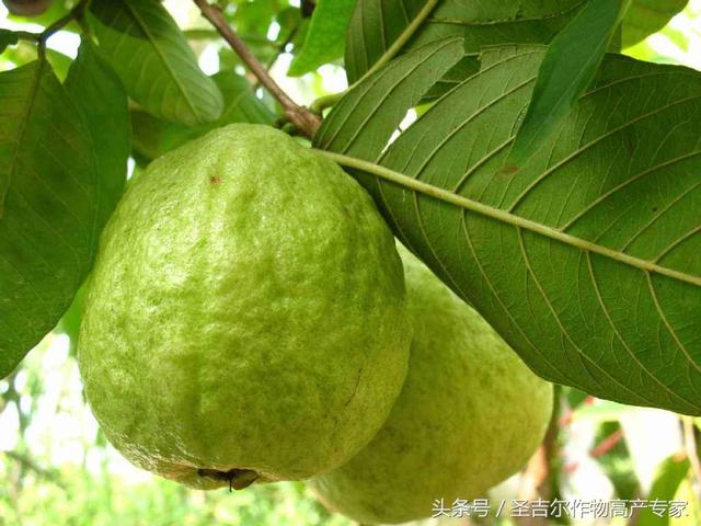 How to grow guava seedlings? Method for seedling raising of guava