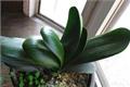 A collection of plants that purify indoor air