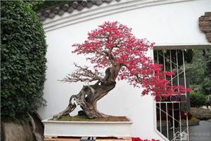 Learn the 7 skills of sparrow plum bonsai maintenance to be a qualified flower escort