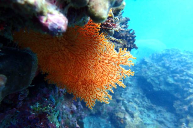 More than 150 species of beautiful coral are visible in shallow seas, and the coast is threatened! Huantuan: Baosheng Recreation Area is not monitored and will be constructed soon