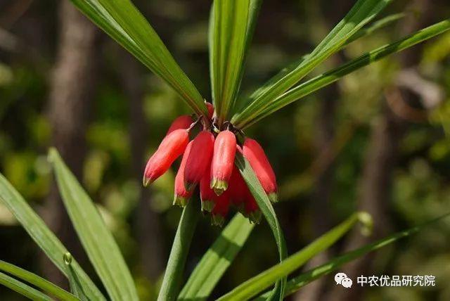 The planting technology of the essence version of Polygonatum sibiricum. Look.