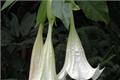 Detailed introduction of the efficacy and function of Datura mandala flower