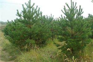 Conditions for seed germination of Pinus sylvestris var. mongolica