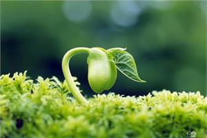 Knowledge of green plants the effect of green plants on household environment