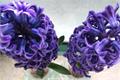 Is hyacinth poisonous and introduction of toxicity analysis