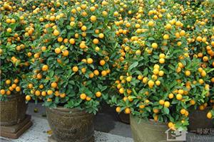 Formation of kumquat blossom cultivation and pruning of kumquat flower