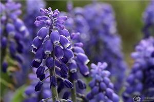 Brief introduction of Grape Hyacinth Flower legends are very touching