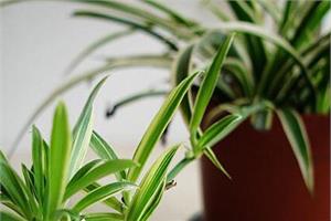 What kinds of potted orchids are there? how to plant them?