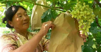 The planting area of sugar tangerine in Guangxi has exceeded 6 million mu. Can farmers still make money from planting sugar orange?