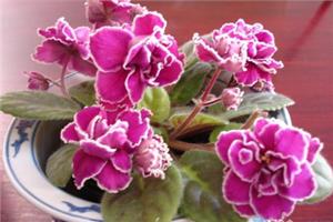 Come and learn the essentials of cultivating African violets.