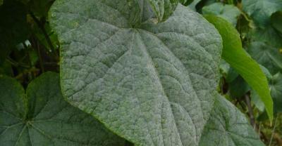 Management knowledge after planting Chinese cabbage in autumn!