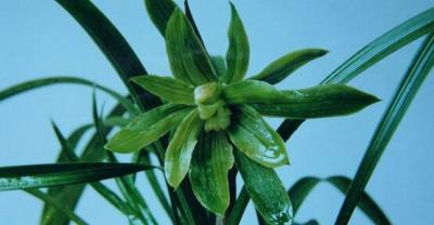 Planting methods and matters needing attention of wheat straw chrysanthemum