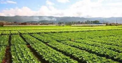 Planting method of potted Brussels sprouts