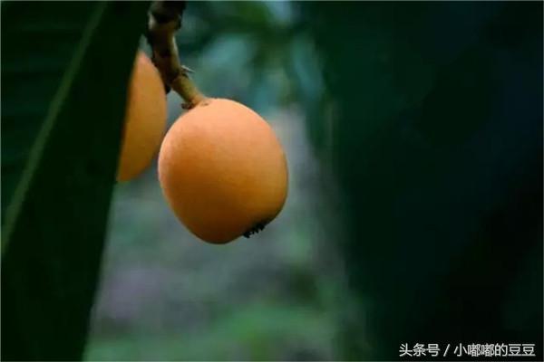 What is the cultivation method of potted loquat?