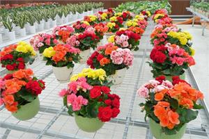 What is the value of Rieger Begonia in its growing environment