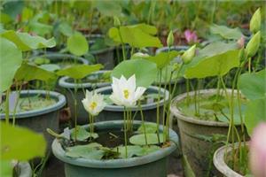 Specific planting methods of bowl lotus the environmental requirements of bowl lotus planting